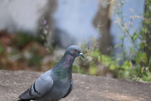 Pombo Sentado Rocha Luz Natural — Fotografia de Stock