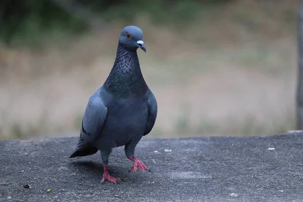 Pigeon Domestique Sur Rocher Sous Lumière Naturelle Gros Plan — Photo