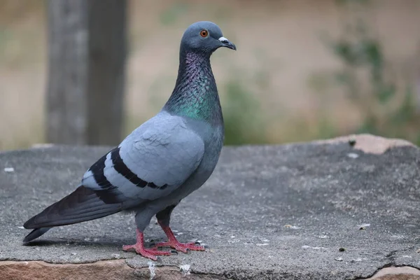 美しいスピードレース鳩の鳥や鳩 鳩の画像 青いオスの鳩と鳩の肖像画のクローズアップやサイドヘッドショット — ストック写真