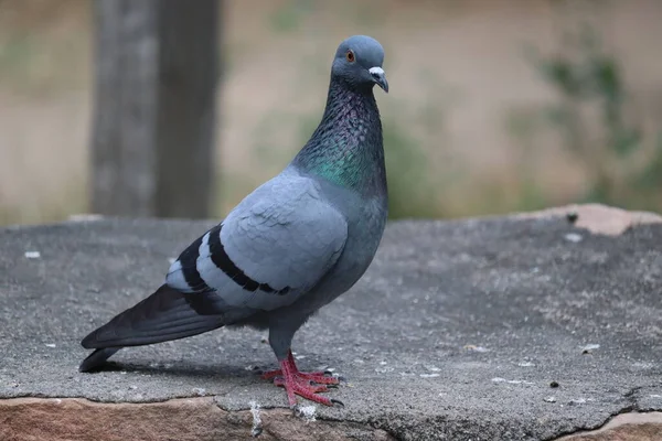 Postduif Postduif Postduif Latin Columba Livia Domestica Neemt Een Pauze — Stockfoto