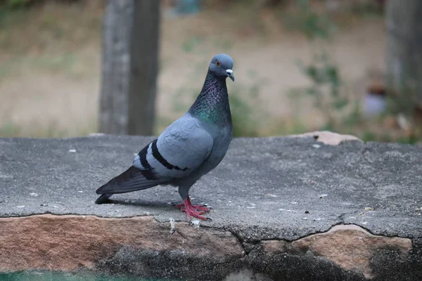 Pombo Correio Pombo Corrida Pombo Mensageiro Doméstico Columba Latino Livia — Fotografia de Stock