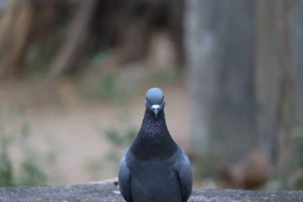 Vista Frontal Cara Paloma Roca Cara Cara Las Palomas Roca — Foto de Stock