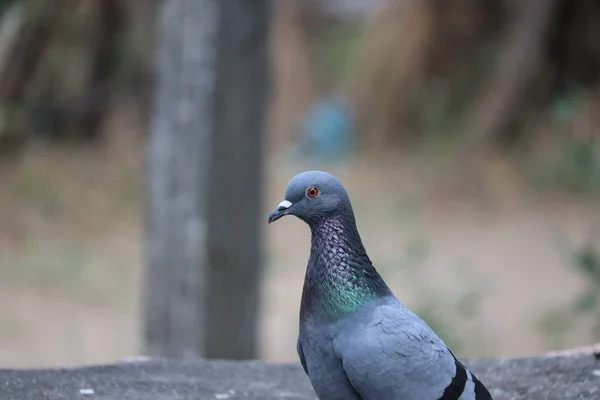 Evcil Güvercin Columba Livia Domestica Güvercingiller Felidae Familyasından Bir Güvercin — Stok fotoğraf