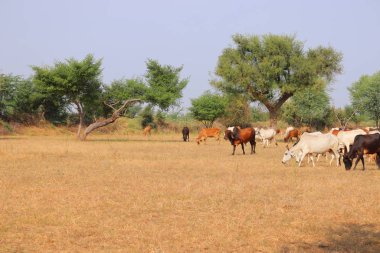 Büyük bir tarlada inekler, sonbahar manzarası, ineklerdeki çöl manzarası, çiftlikteki Kızılderili inekler.