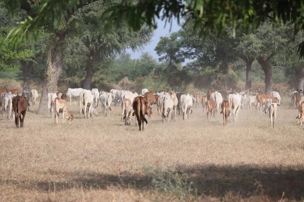 Выпас Коров Большой Группе Деревенской Ферме Подается Индии Индийские Коровы — стоковое фото