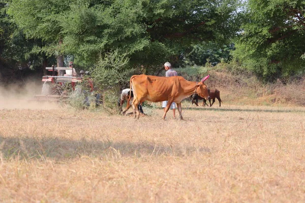 A orange colour cow walking in agriculture farm or field in The India