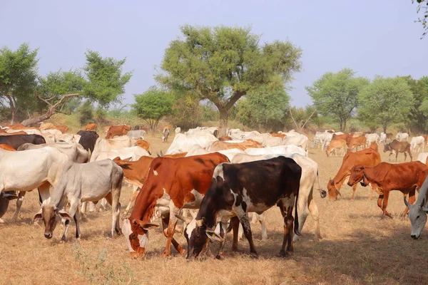 Cattle are commonly raised as livestock for meat (beef or veal, see beef cattle), for milk (see dairy cattle), and for hides, which are used to make leather. They are used as riding animals