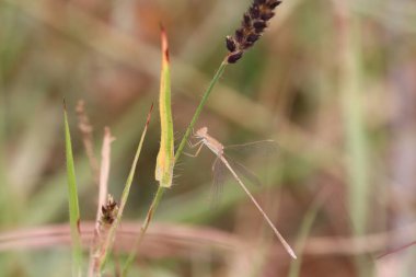 Dragonfly 'ın çimlerin üzerinde dinlenirken çekilmiş yakın çekim ya da yan görüntüsü..