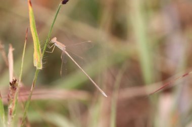 Yaklaş ya da yusufçuğun çimenlikteki Macro görüntüsü