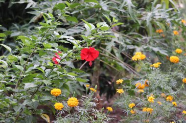 Bahçede açan bahar mevsimi çiçekleri (kadife çiçeği, ambar çiçeği))
