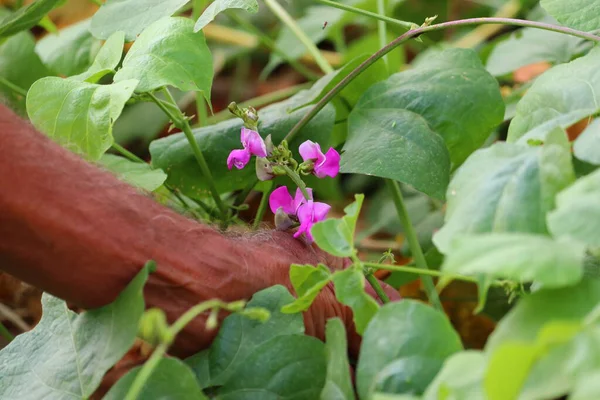 Naturlig Skönhet Färsk Bönor Växt Blomma Grön Färg Bakgrund — Stockfoto