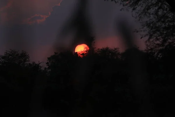 Солнце Сияющее Сквозь Деревья Осенней Лесной Дороге Закатом Солнца Лен — стоковое фото