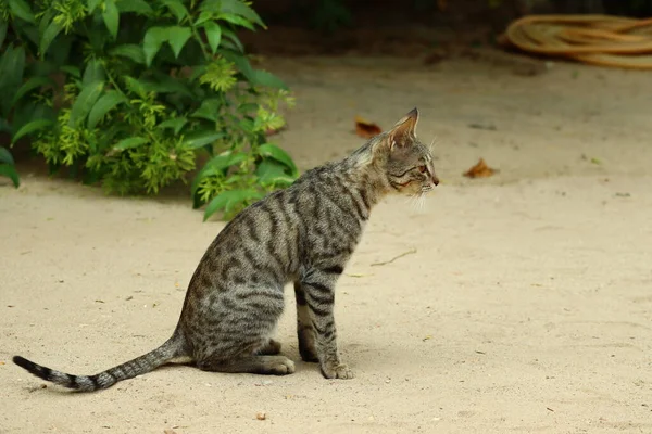 一只雌猫躺在有花园背景的沙地上 — 图库照片