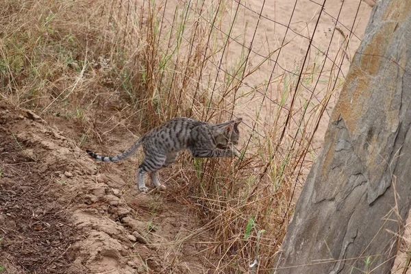 Gato Gato Tentar Para Fora Rede Ferro Fazenda Agrícola Close — Fotografia de Stock