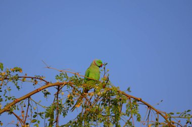 Papağan ya da papağan çiftlikteki ağaç dalında dinleniyor.