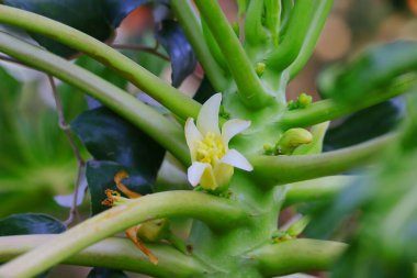 Tarım çiftliğindeki bitkide papaya çiçeğine yakın plan, çiçekli papaya ağacı