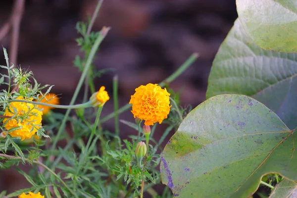 Vrchol Marigold Květiny Zahradě Indii Květiny — Stock fotografie