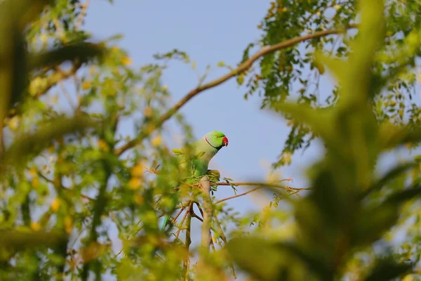 Ein Papagei Der Jujube Früchte Auf Einem Ast Isst Papageienvogel — Stockfoto