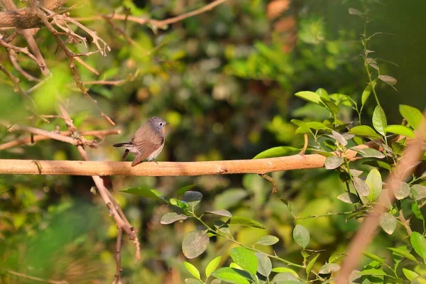 Colibrì Sul Fusto Dell Albero Sul Giardino Colibrì — Foto Stock