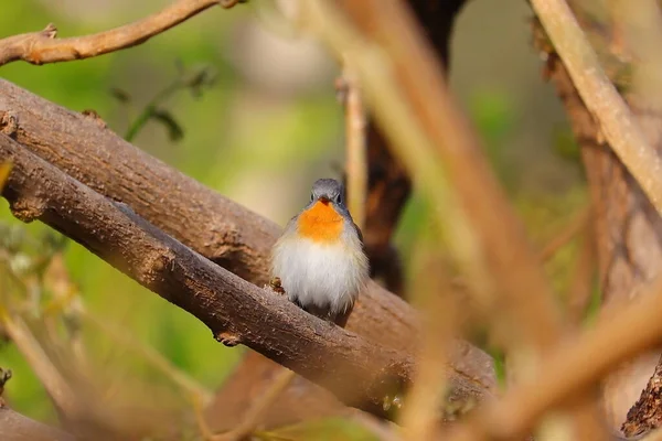 Ein Männlicher Kolibri Auf Einem Baumstamm Vorderansicht Vögel Aus Nächster — Stockfoto