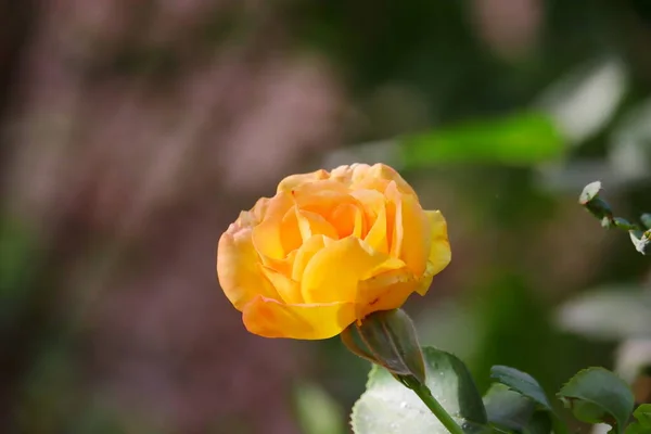 Żółty Kwiat Róży Kwitną Roślinach Dzień Kwiat Róży Przyrodzie — Zdjęcie stockowe