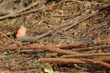 Erkek sincap doğada ağaçların üzerinde oturuyor, bir hayvan.