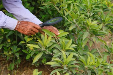 Çiftçi büyümek için lens kullanarak Spodilla ya da sapota 'yı kontrol ediyor. Sürdürülebilir yaşam kavramları, açık havada çalışma, doğayla temas.,