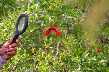 Çiftçi, nar çiçeklerini büyümek için mercekle kontrol ediyor ve kontrol ediyor. Bahçe işleri konsepti