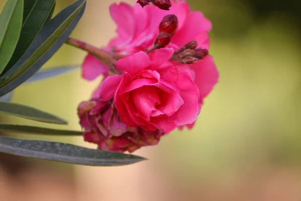Pembe zakkum çiçeği çiçek açmış, çiçek arkaplanı çözülmüş, kapat.