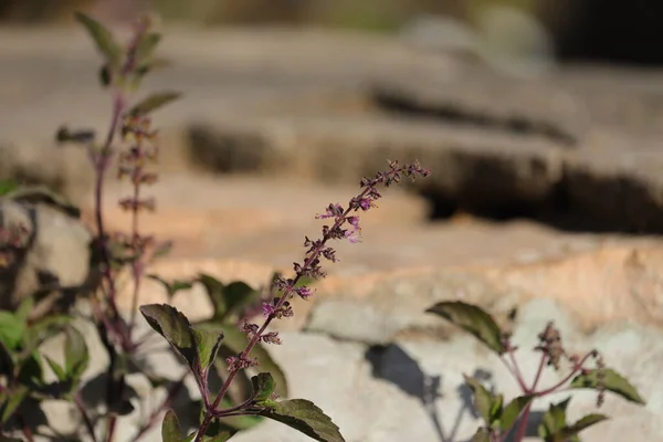 Wild Holy Basil Tulsi in flower with defocused flower background