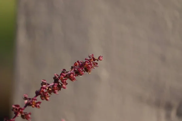 Basilic Ayurvédique Tulsi Fleur Avec Fond Floral Déconcentré — Photo