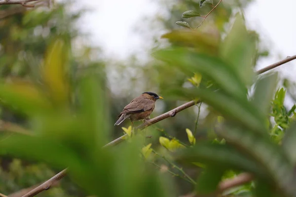 Uccellino Pelo Seduto Giardino Giorno Con Sfondo Sfumato Verde Bird — Foto Stock