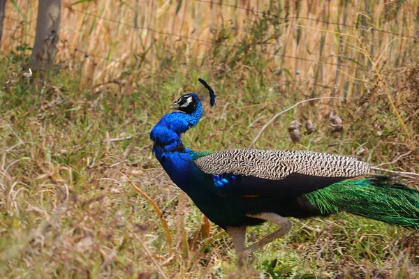 Spaziergänger Pfau Romantik Mit Grünem Oder Gelbem Gras Verwischen Gradienten — Stockfoto