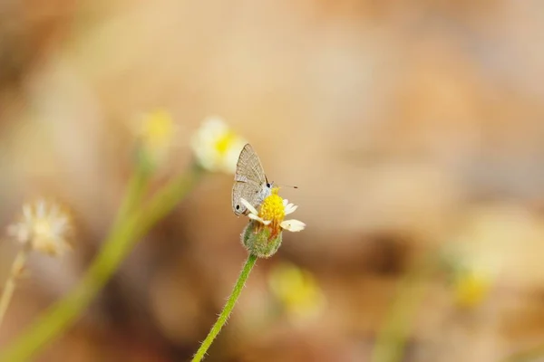 黄色の白い花に白い蝶虫が接近し — ストック写真