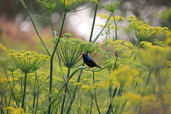 Kleiner Heller Kolibri Der Neben Fenchelblume Sitzt Vogelbeobachtung — Stockfoto