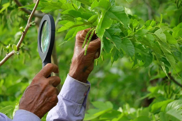 Farmer checking and controlling mulberry on the tree with lens for growth, green mulberry hanging on branch