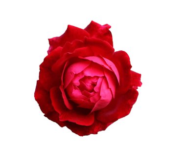 Beyaz izole arkaplanda kırmızı gülün baş görüntüsü