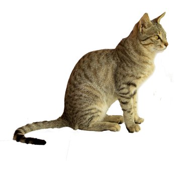 Beyaz izole arkaplan üzerinde bir kedi ayarı yan görünümü