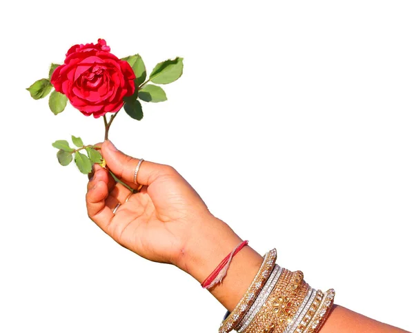 Rózsa Levelekkel Tartja Gyönyörű Kezét Elszigetelt Fehér Háttér Virág Kezét — Stock Fotó