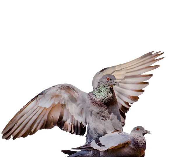 Taubenpaar Trifft Sich Auf Isoliertem Weißem Hintergrund — Stockfoto
