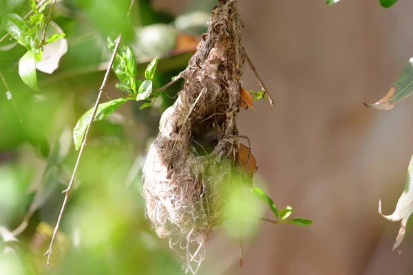 out of focus of hummingbird bird nest on pomegranate tree in the garden with defocus background
