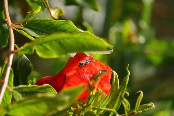 Recortar Tiro Foco Uma Abelha Descansando Sobre Flor Romã Vermelha — Fotografia de Stock