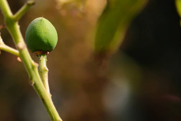 Eine Junge Grüne Mango Voll Wachsen Auf Baum Mit Mikro — Stockfoto