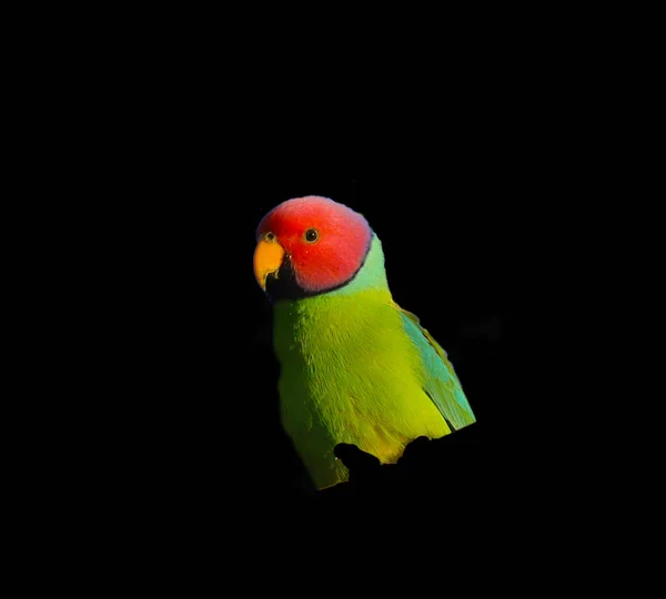 Siyah Arka Planda Kırmızı Boyunlu Erkek Papağan Portresi — Stok fotoğraf