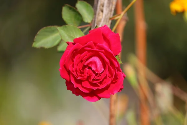 A red rose flower hanging on plant with natural condition and blurry nature background