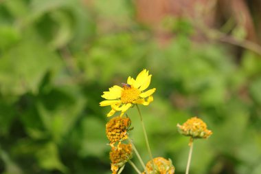 Çalışan küçük bir bal arısı, arka planda bulunan sarı çiçek bitkisinin polenlerini topluyor.