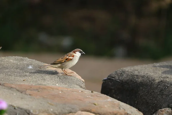 自然光を背景に人間の作った岩の上に座っているオスのスズメの鳥 — ストック写真