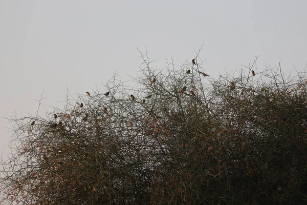 Група Горобців Птахів Сидять Голові Пустельного Дерева Заході Сонця — стокове фото