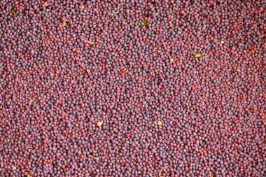 arkaplan ve dizayn için hardal tohumlarının dokusuna