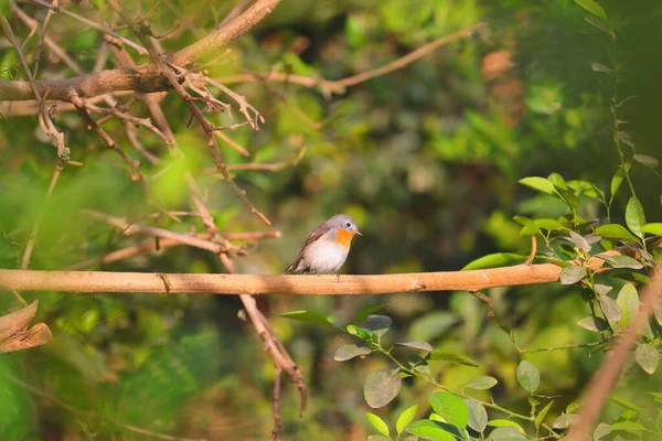 Pettirosso Appollaiato Ramo Ambiente Verde — Foto Stock